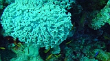 A (72)